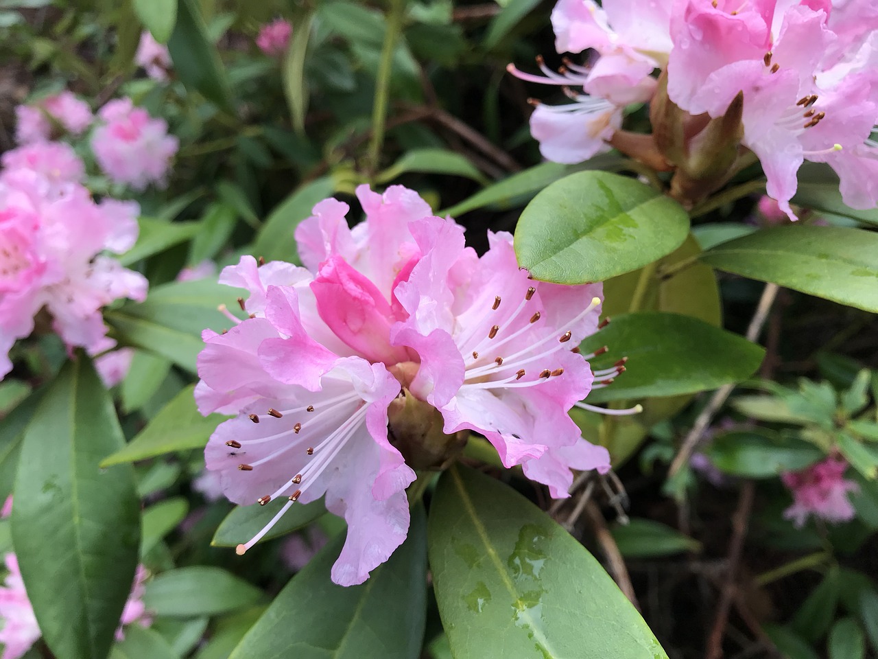 rhododendrons flowers beautiful free photo