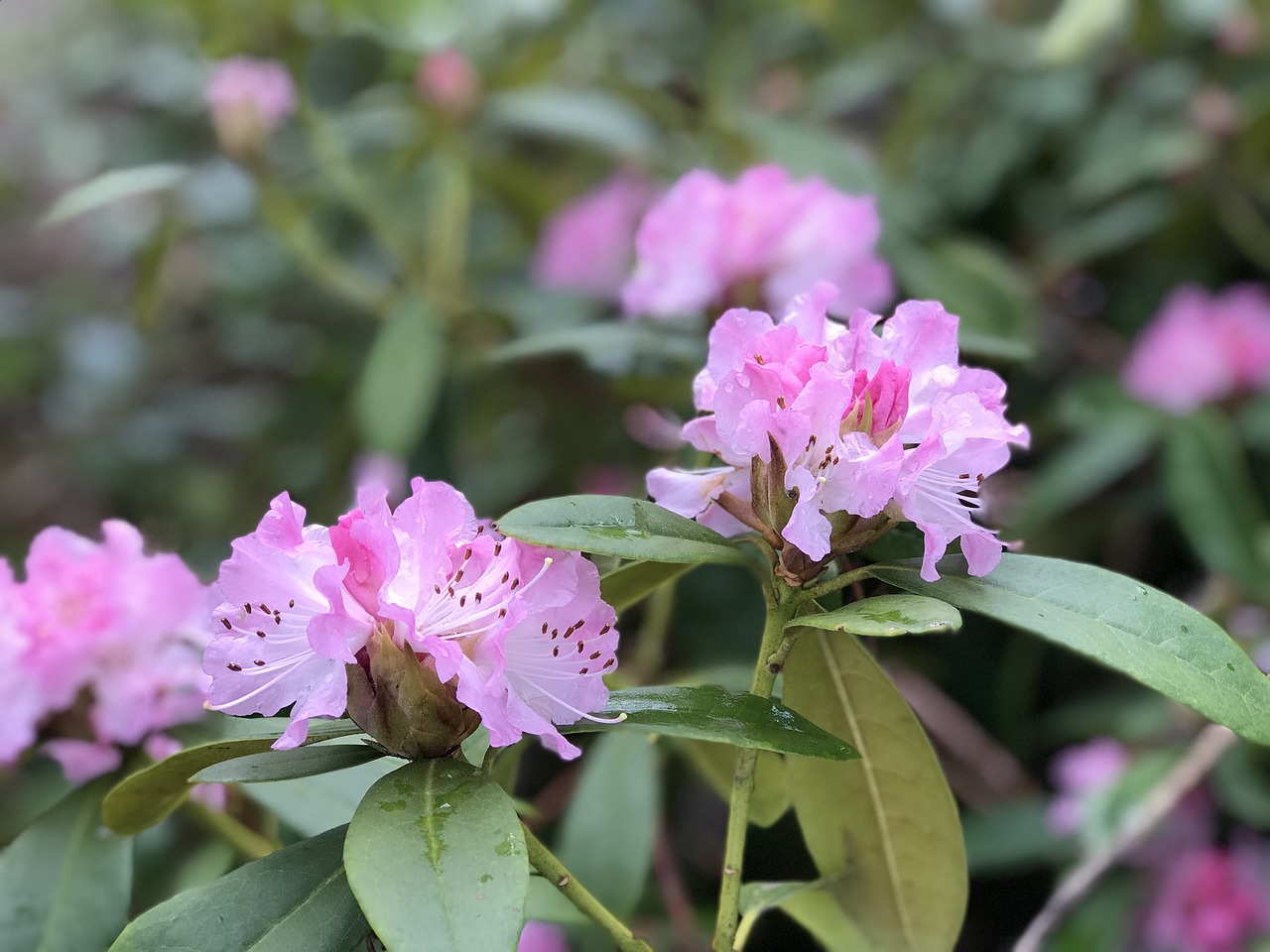 rhododendrons flowers beautiful free photo