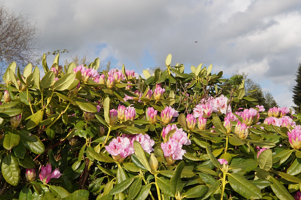 rhododendrons bush flowers free photo