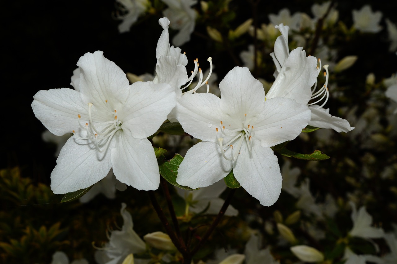 rhododendrons bush flowers free photo