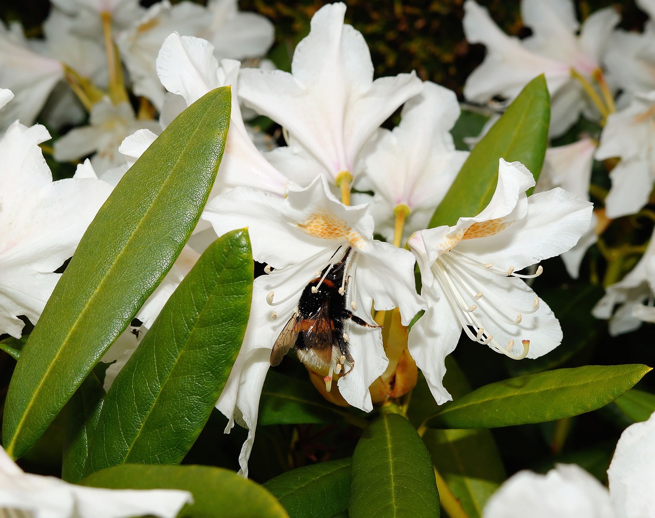 rhododendrons bush flowers free photo