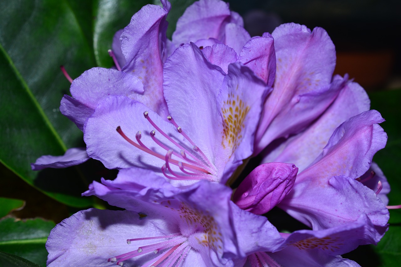 rhododendrons flowers tender free photo