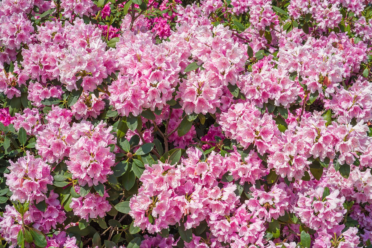 rhododendrons  plant  blossom free photo