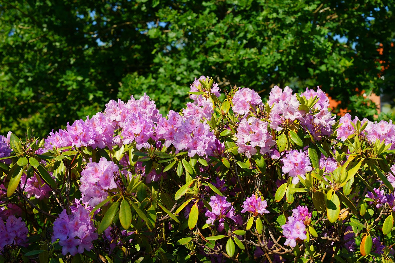 rhododendrons  flowers  bush free photo