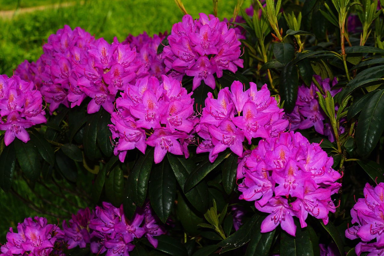 rhododendrons flowers bush free photo