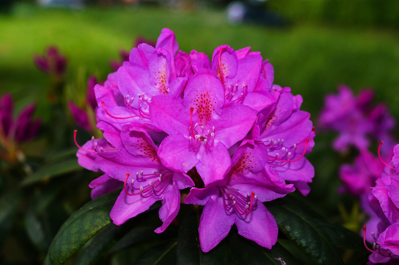 rhododendrons flowers bush free photo