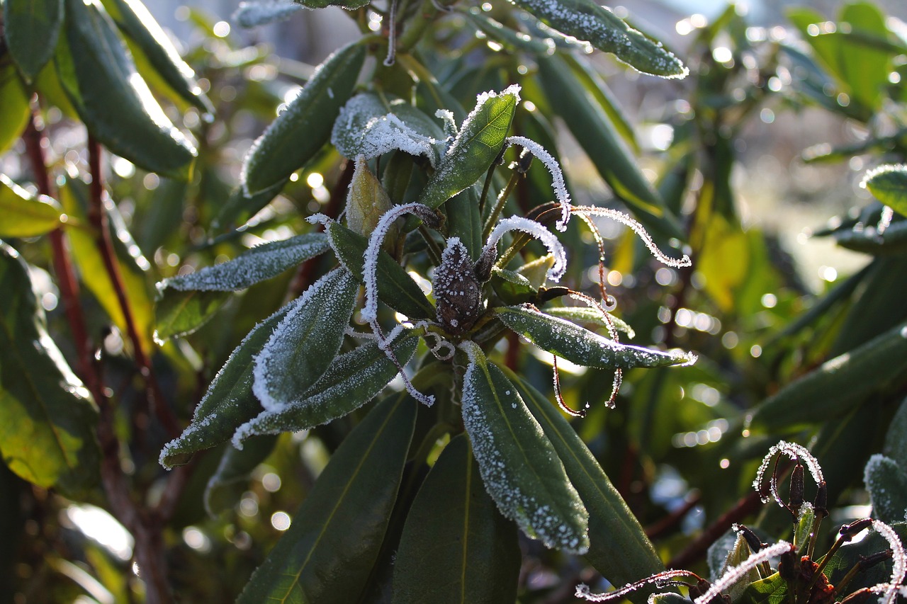 rhododendrons  frost  ice free photo