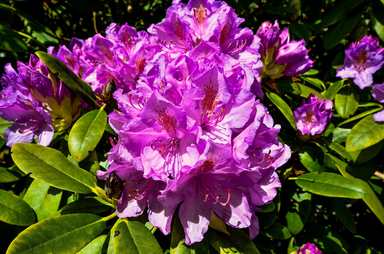 rhododendrons  ericaceae  pink free photo