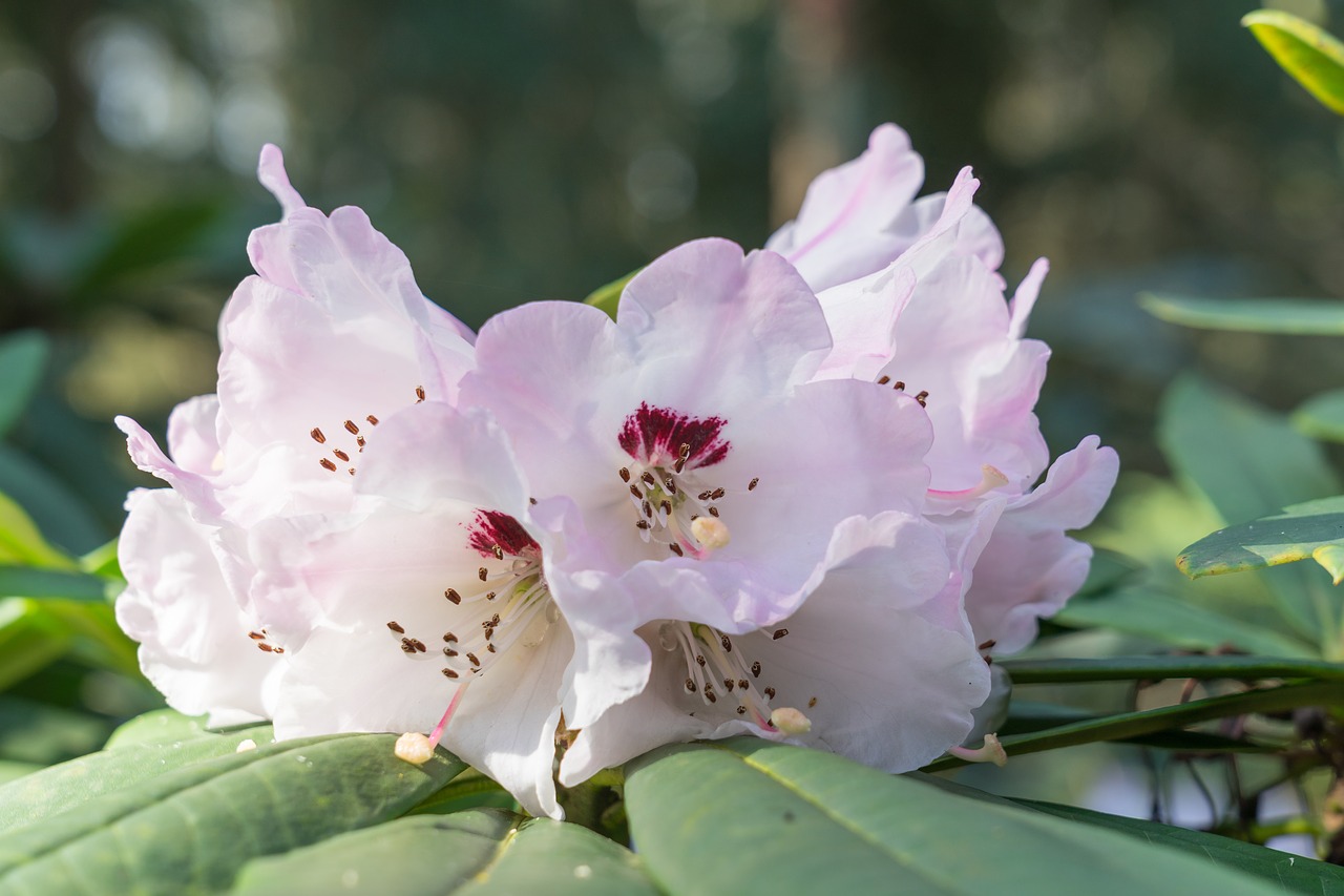 rhododendrons  spring  inflorescence free photo