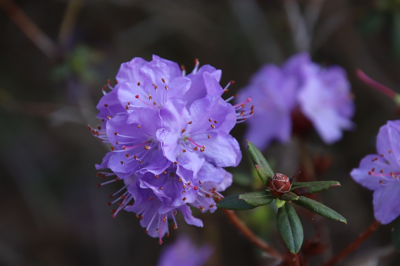 rhododendrons  shrub in flower  spring free photo