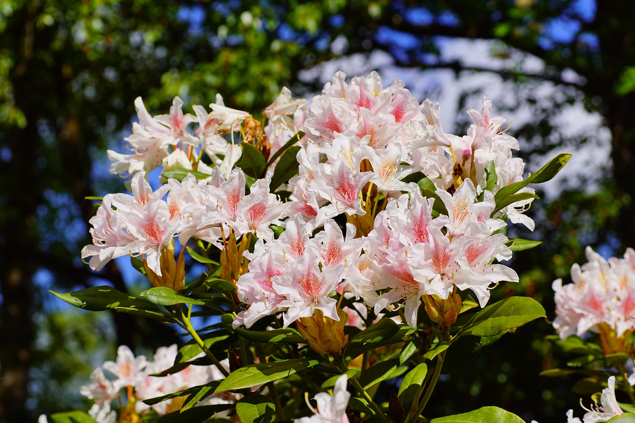 rhododendrons  garden  may free photo
