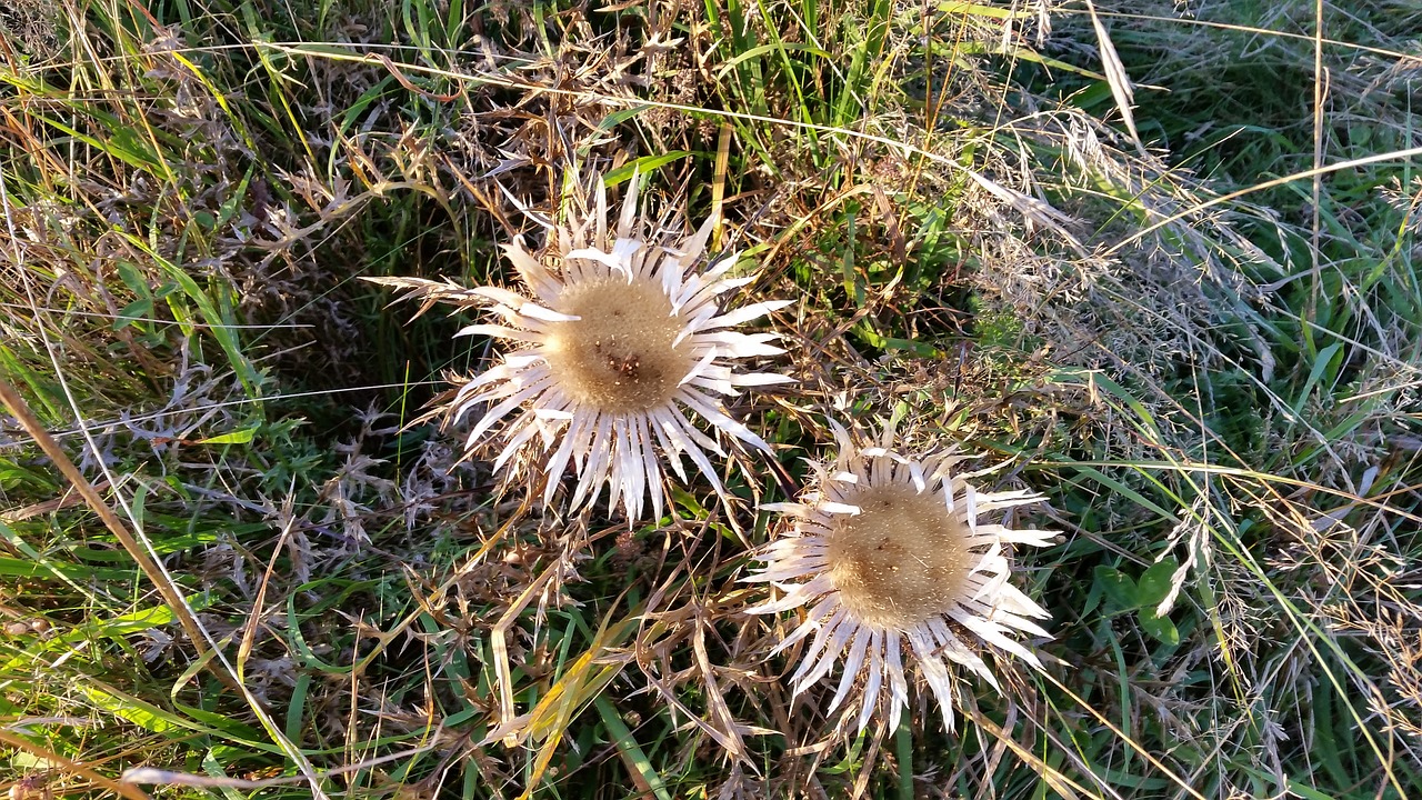 rhön rhön mountains thistle silver thistle free photo