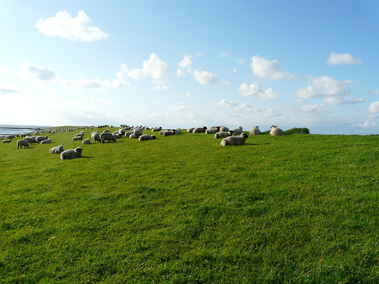 rhön sheep flock of sheep group free photo