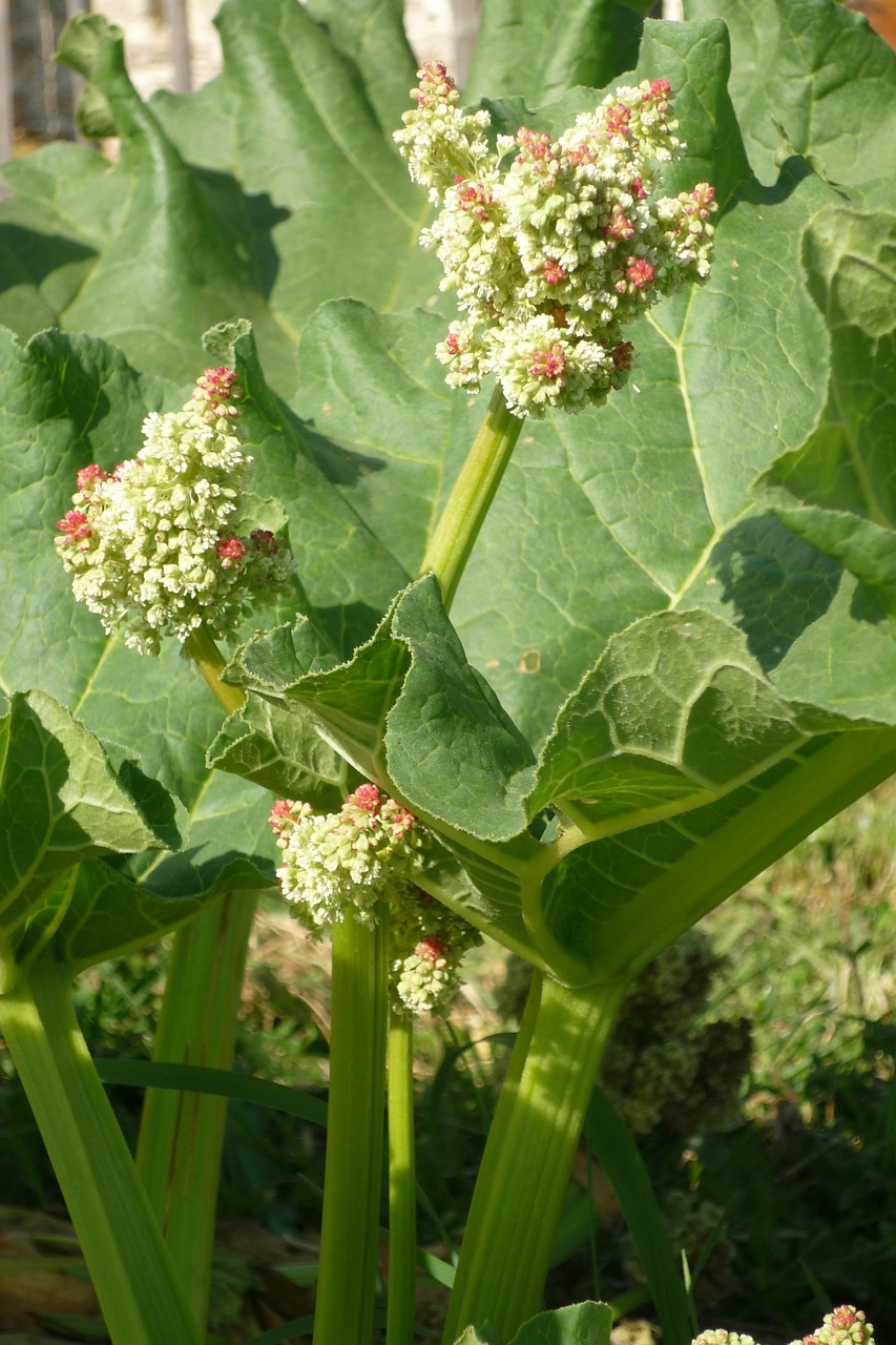 rhubarb rheum rhaponticum flower free photo