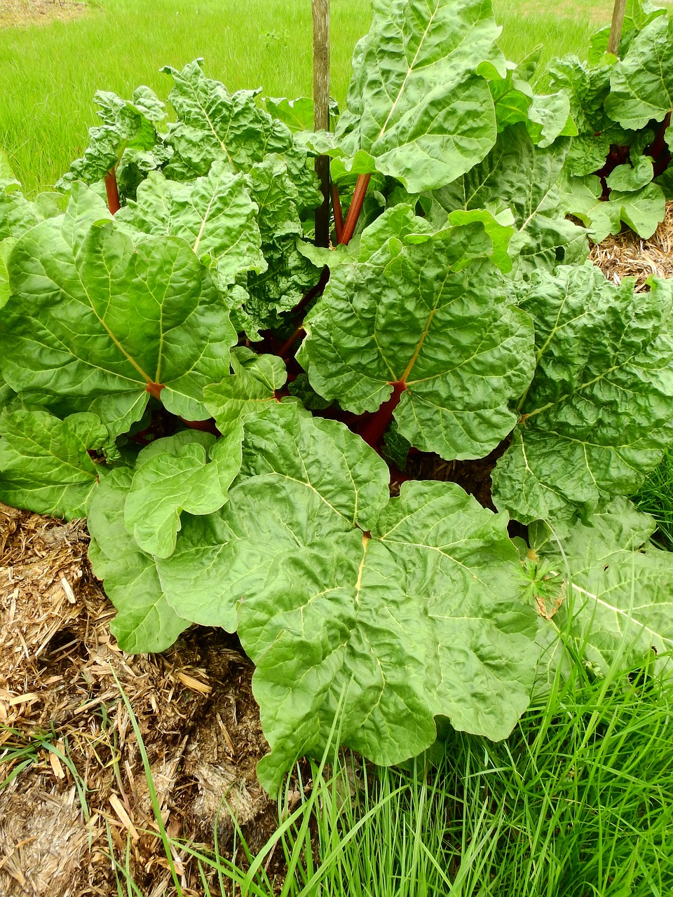 rhubarb vegetables fruit free photo