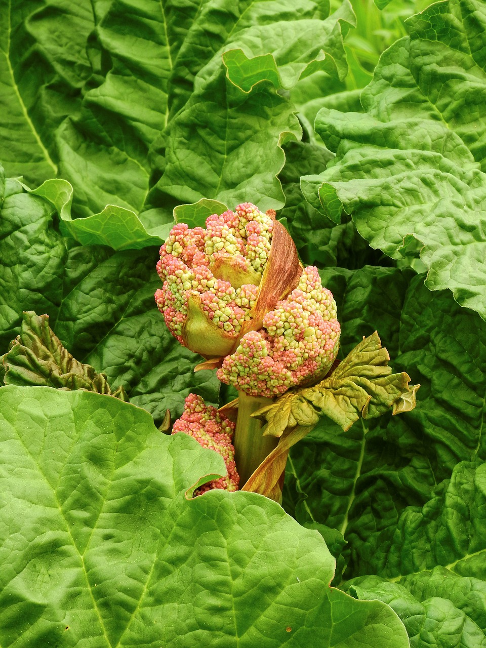 rhubarb vegetables fruit free photo