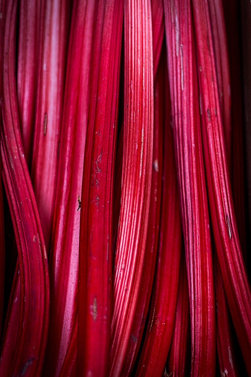 rhubarb fruit pink free photo