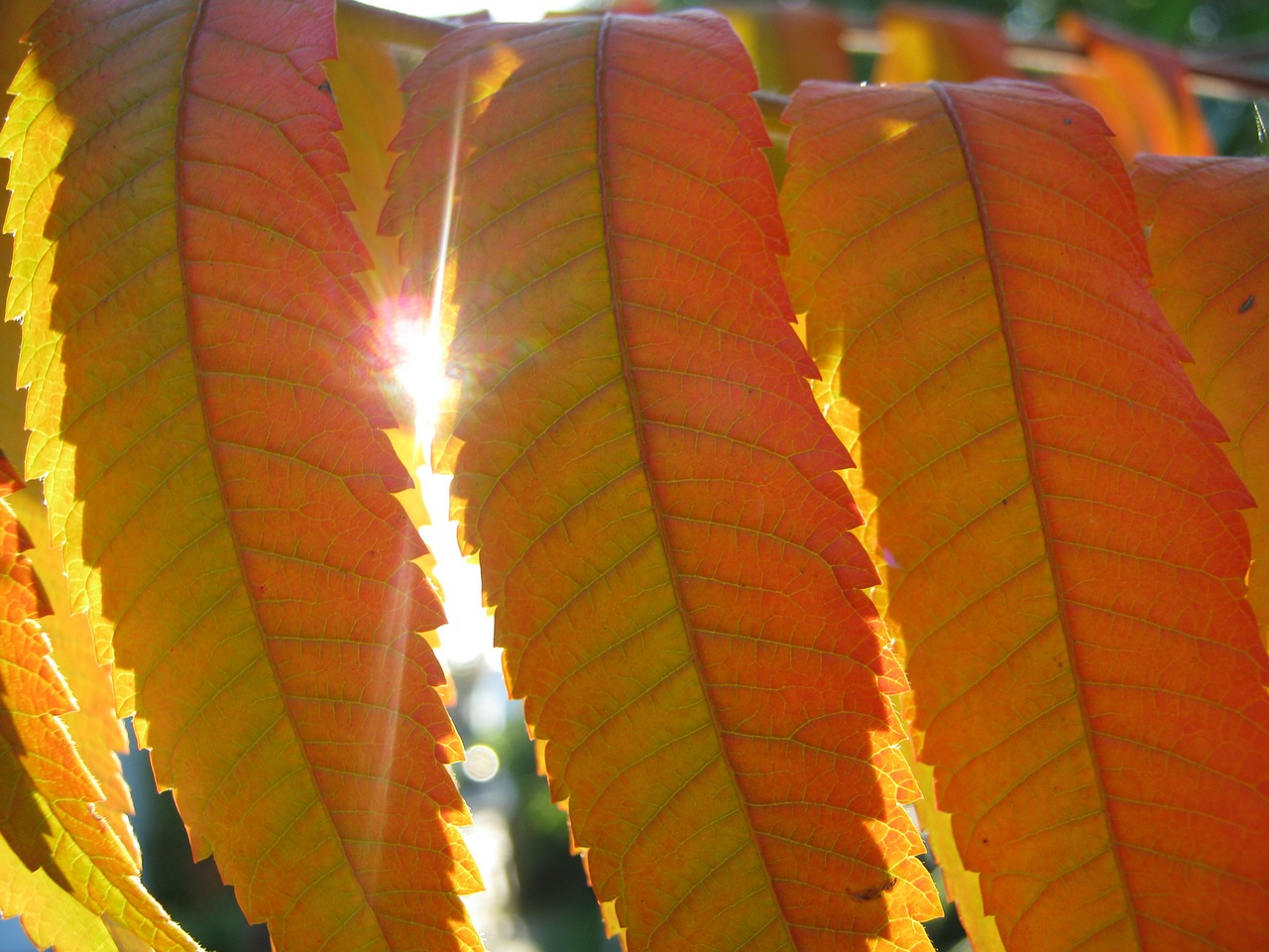 rhus leaves autumn free photo