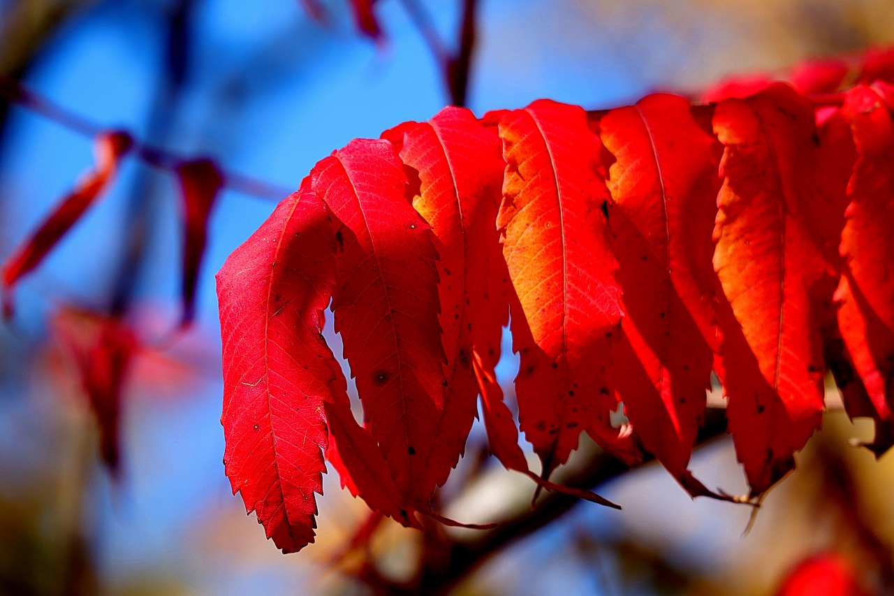 rhus  autumn  leaves free photo