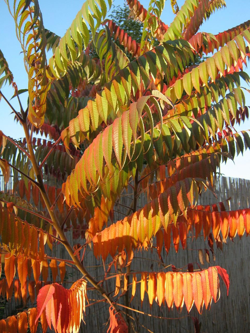 rhus autumn colorful free photo