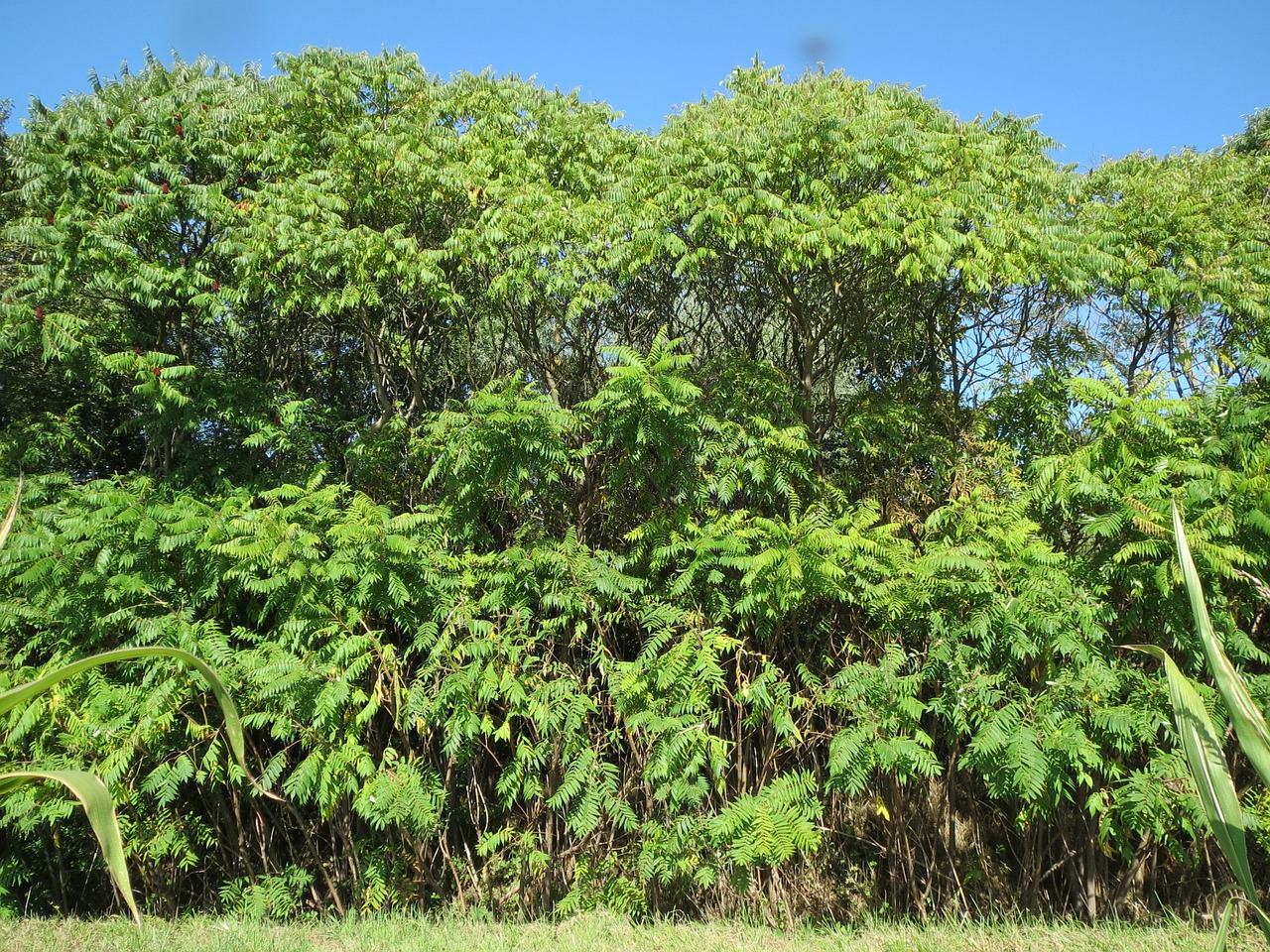 rhus typhina staghorn sumac stag's horn sumac free photo