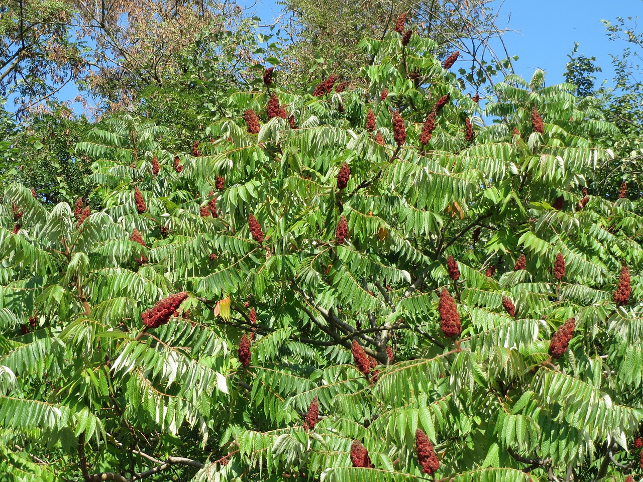rhus typhina staghorn sumac stag's horn sumac free photo