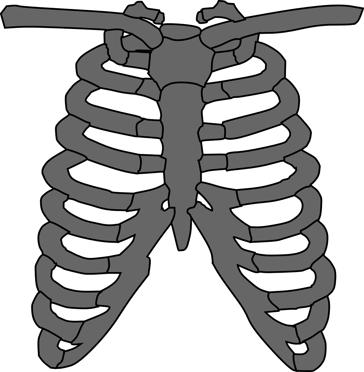 rib cage skeleton gray free photo