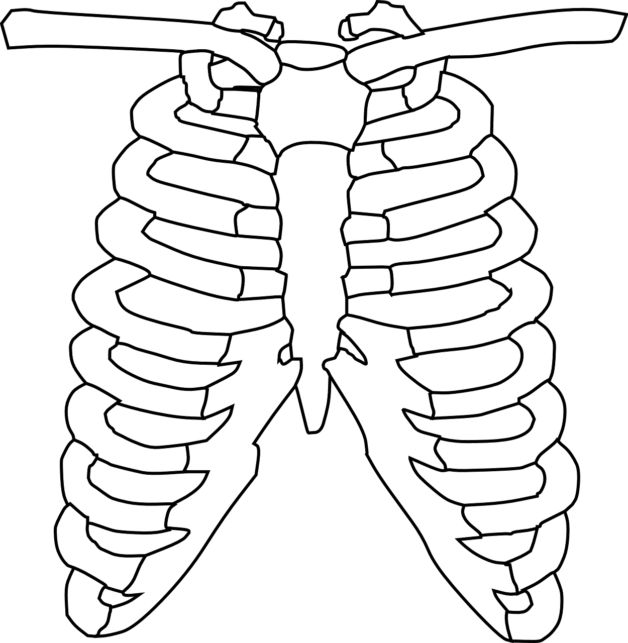 ribcage skeletal bones free photo