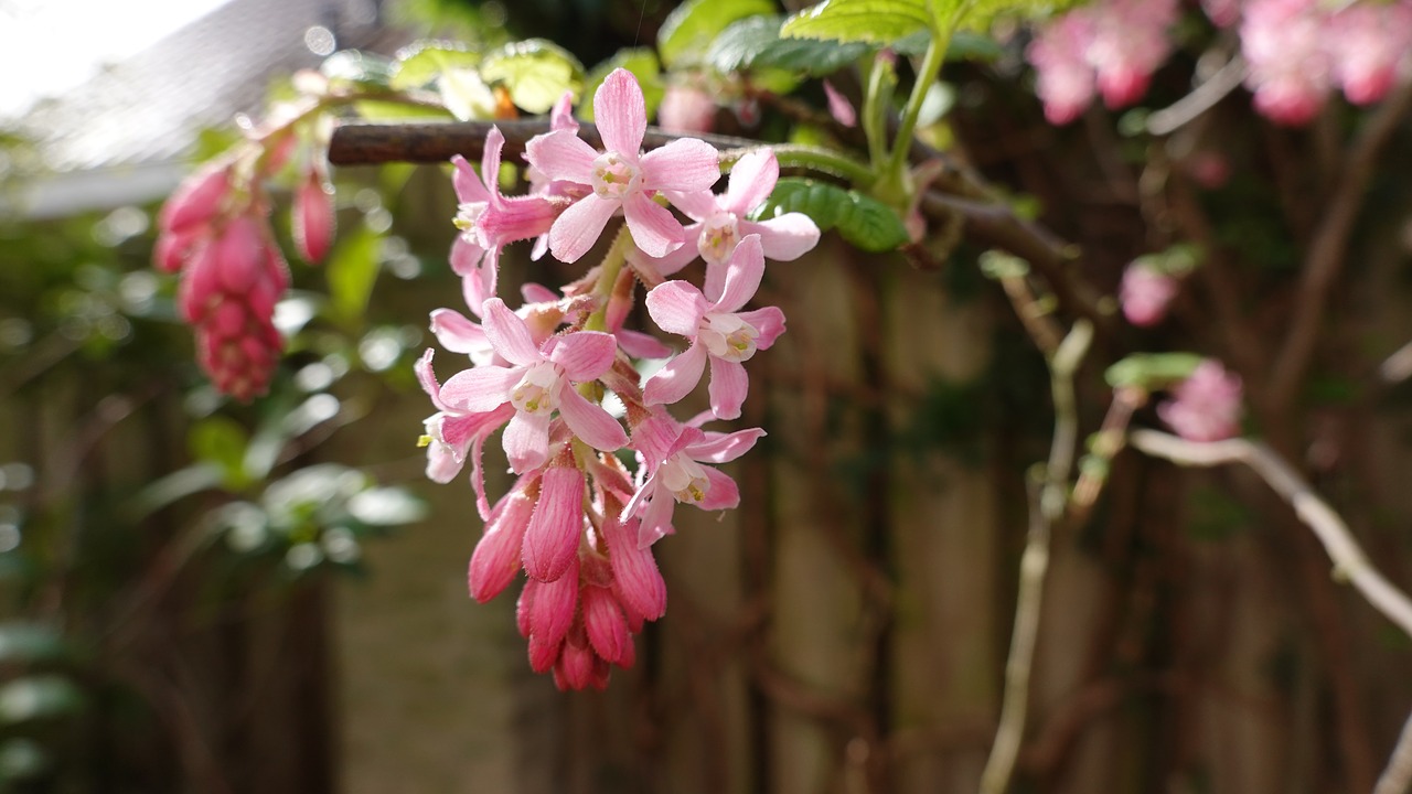 ribes  bush  pink free photo