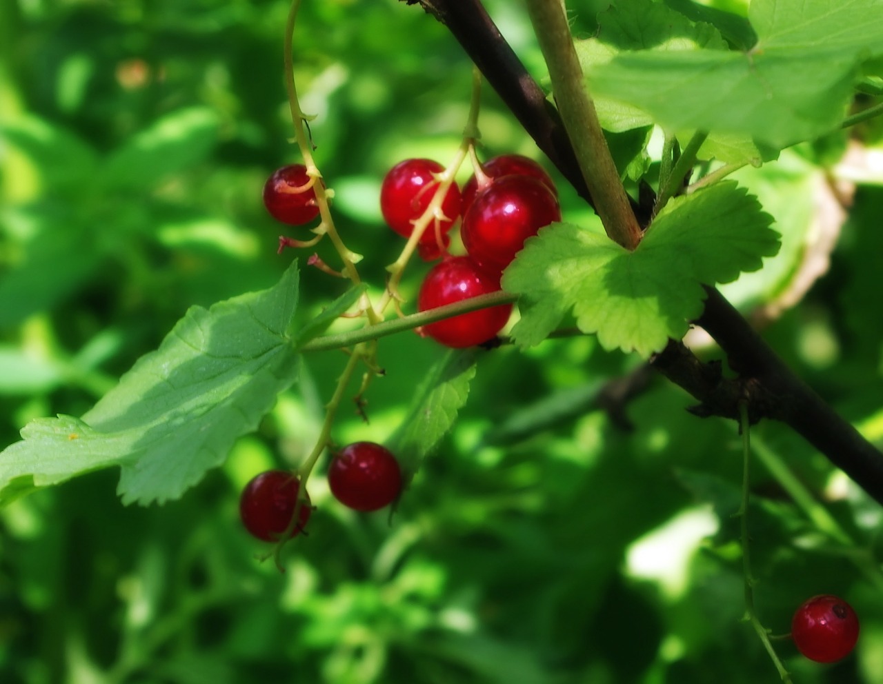 ribes rubrum currants redcurrants free photo