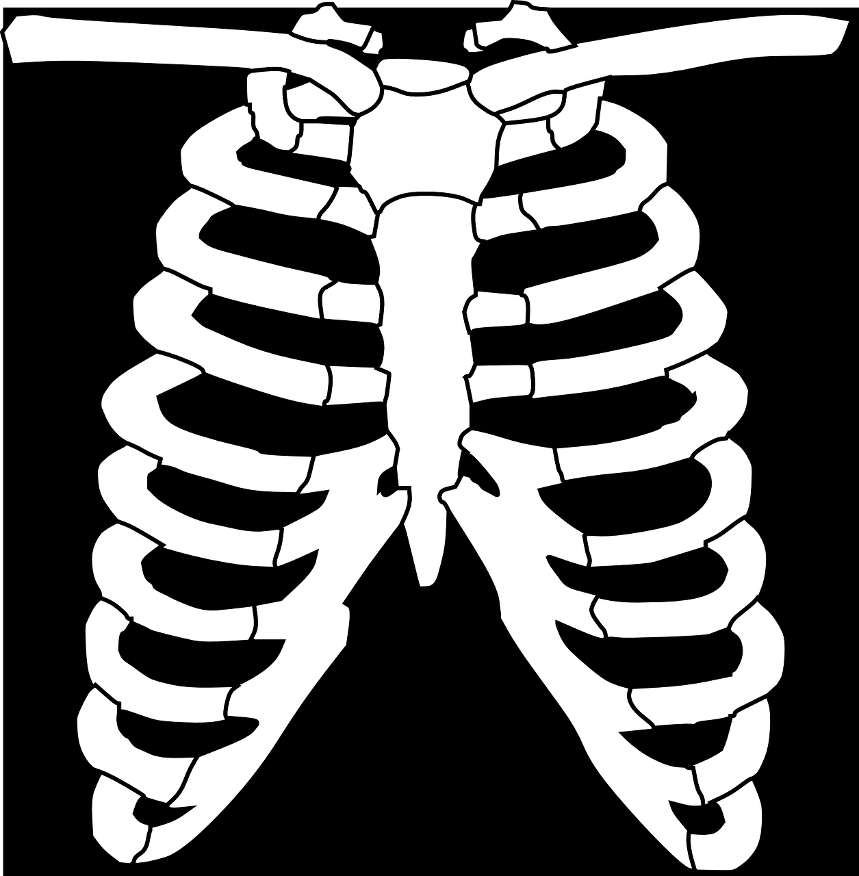 ribs skeleton human free photo