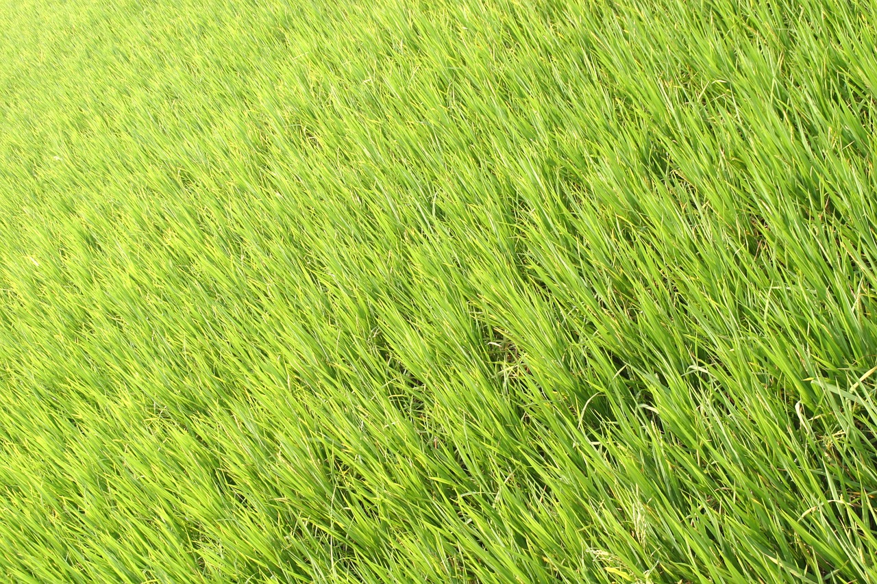 rice plantation rice plantations free photo
