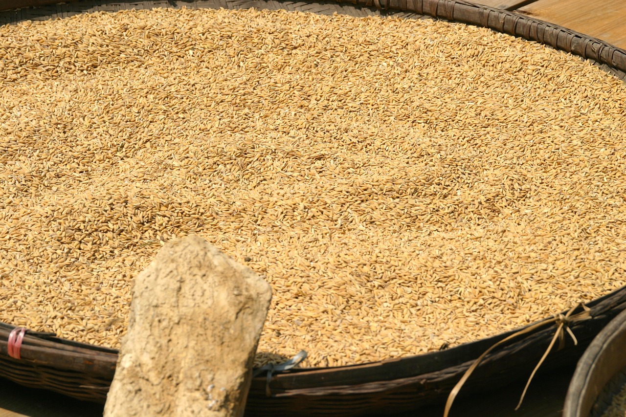 rice grains dry free photo