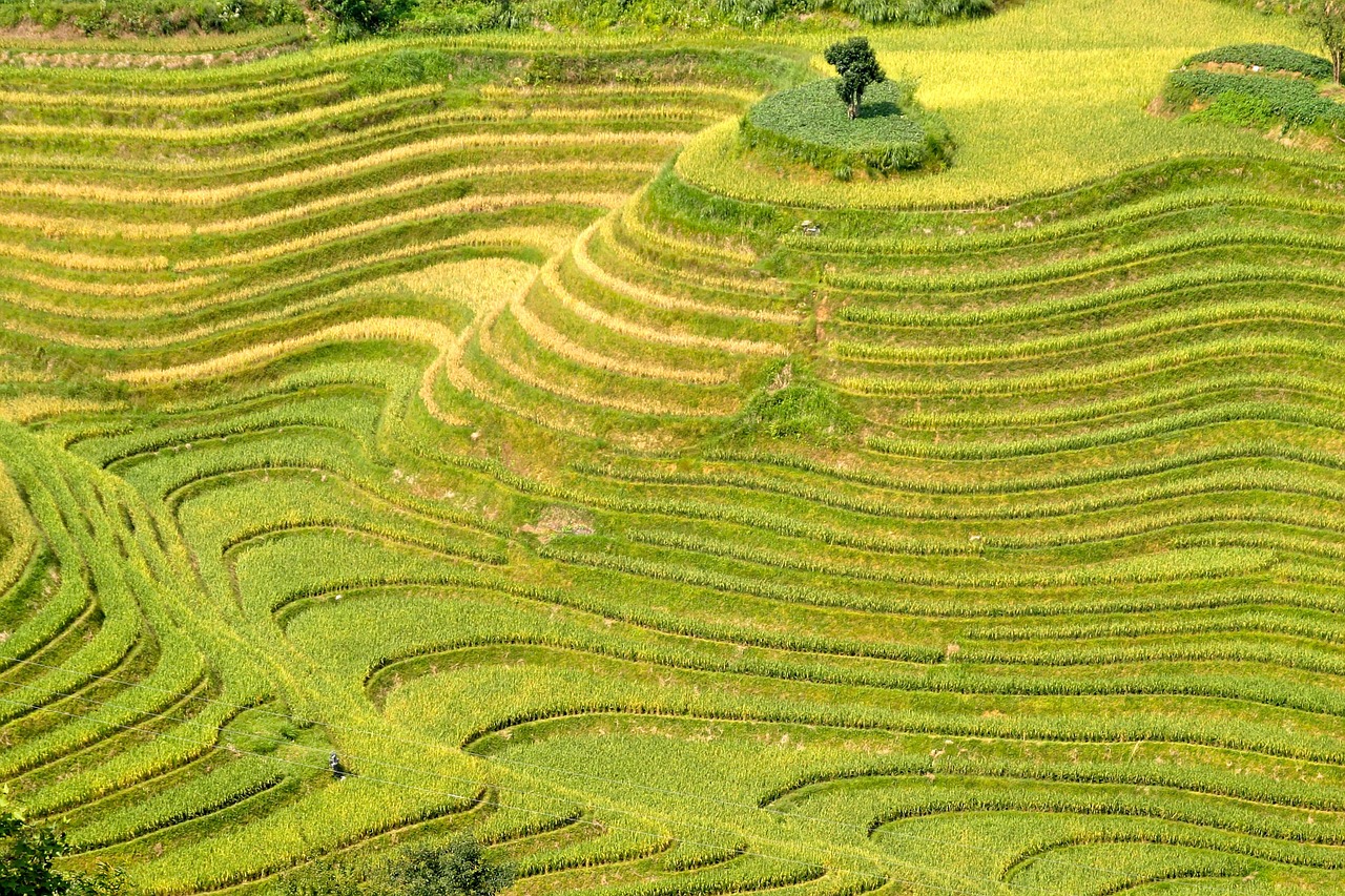 rice plantation rice plantations free photo