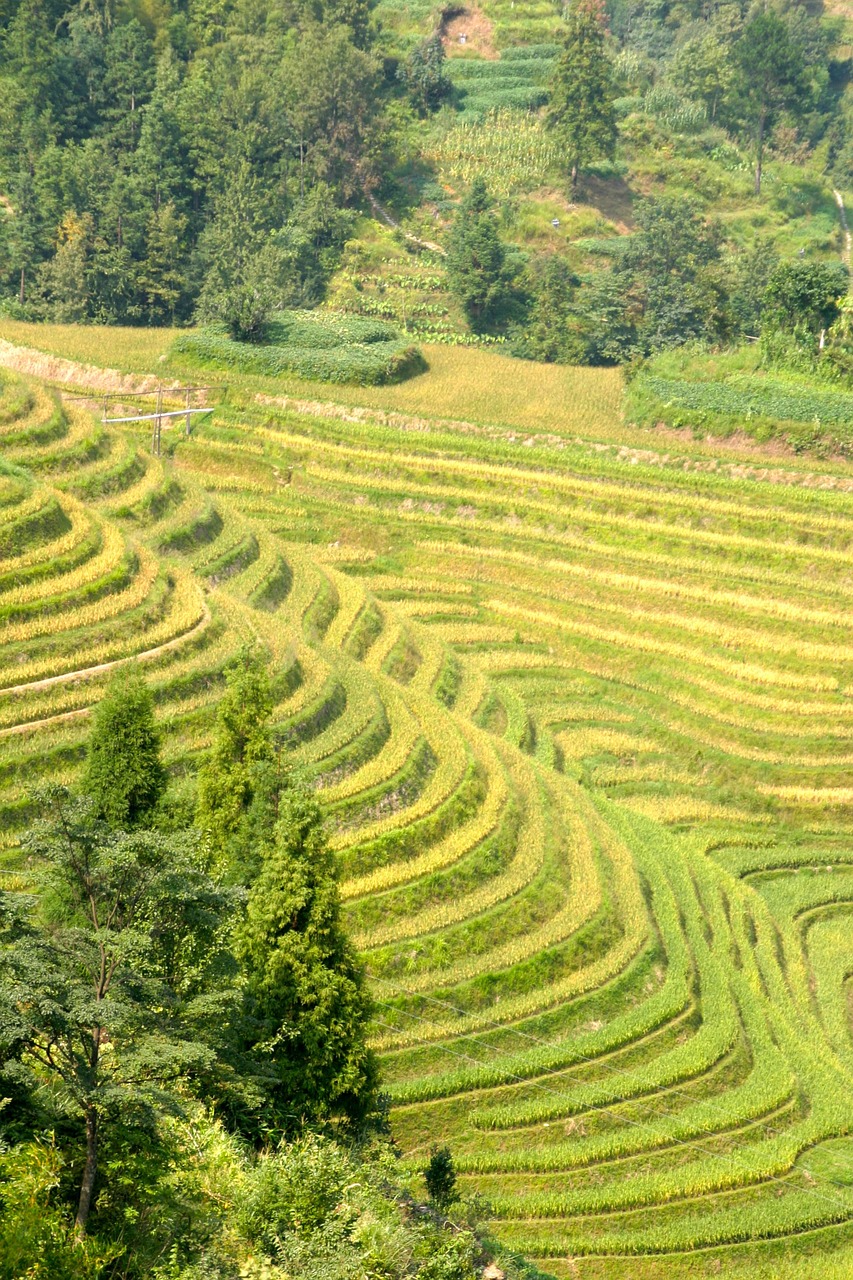 rice plantation rice plantations free photo