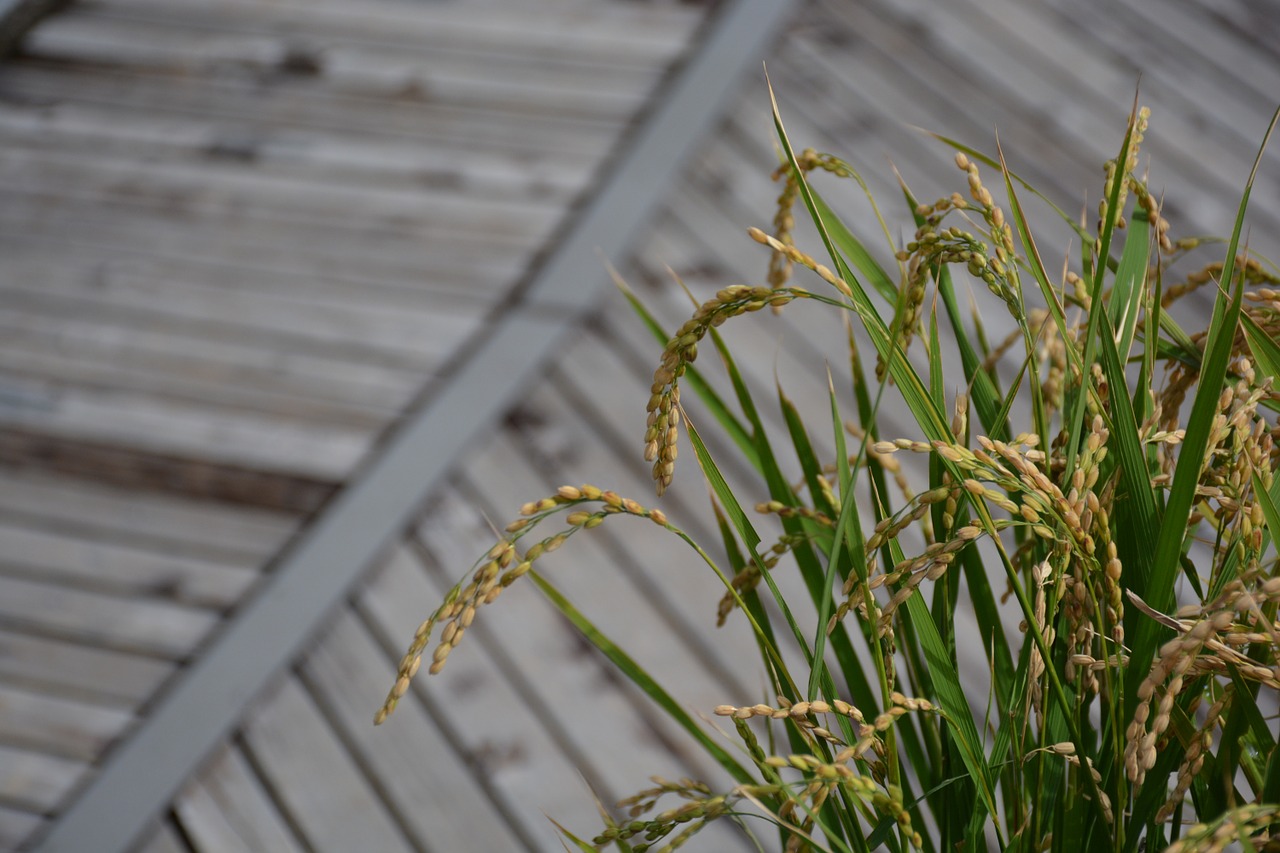 rice ear of rice green free photo