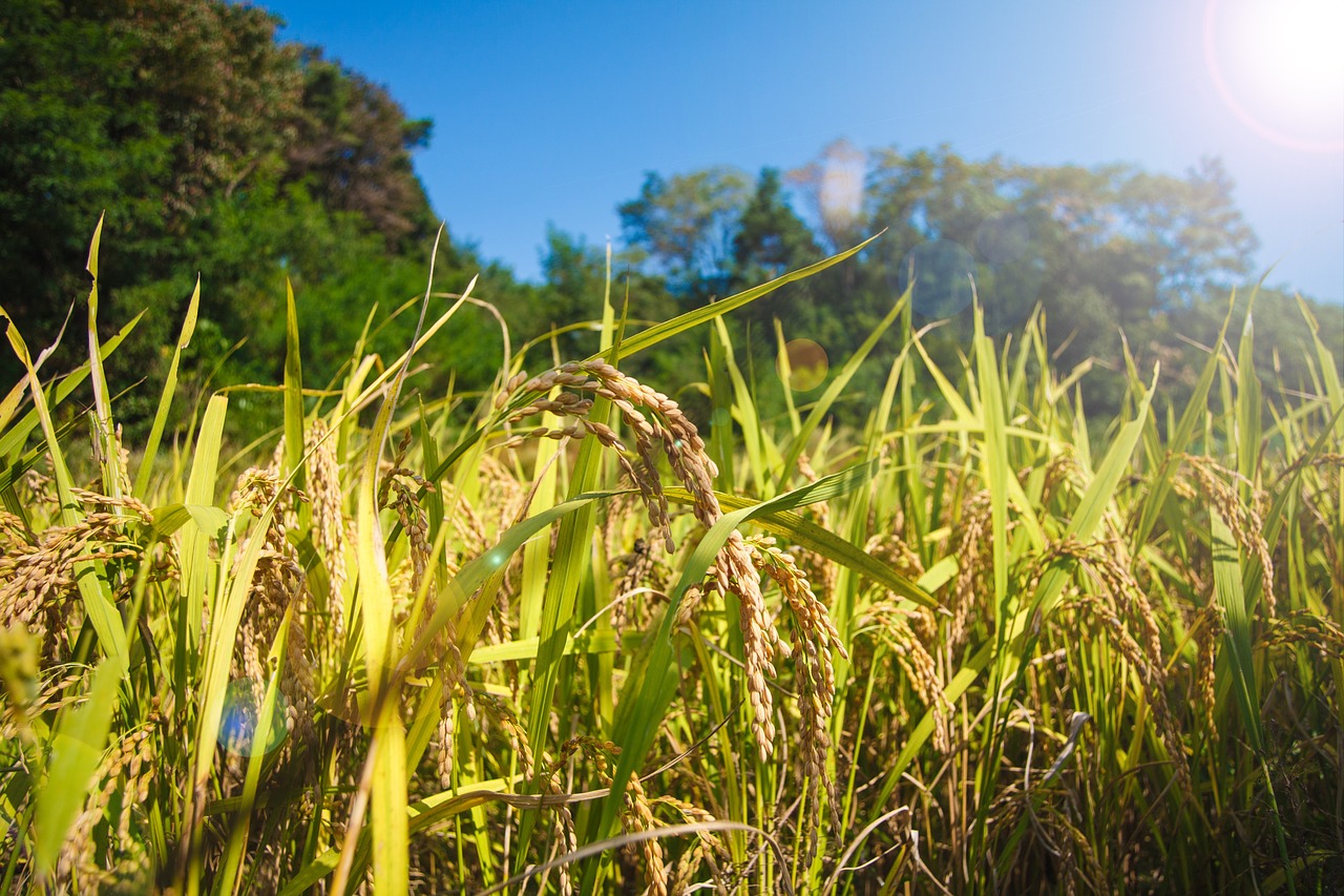rice farming grain free photo