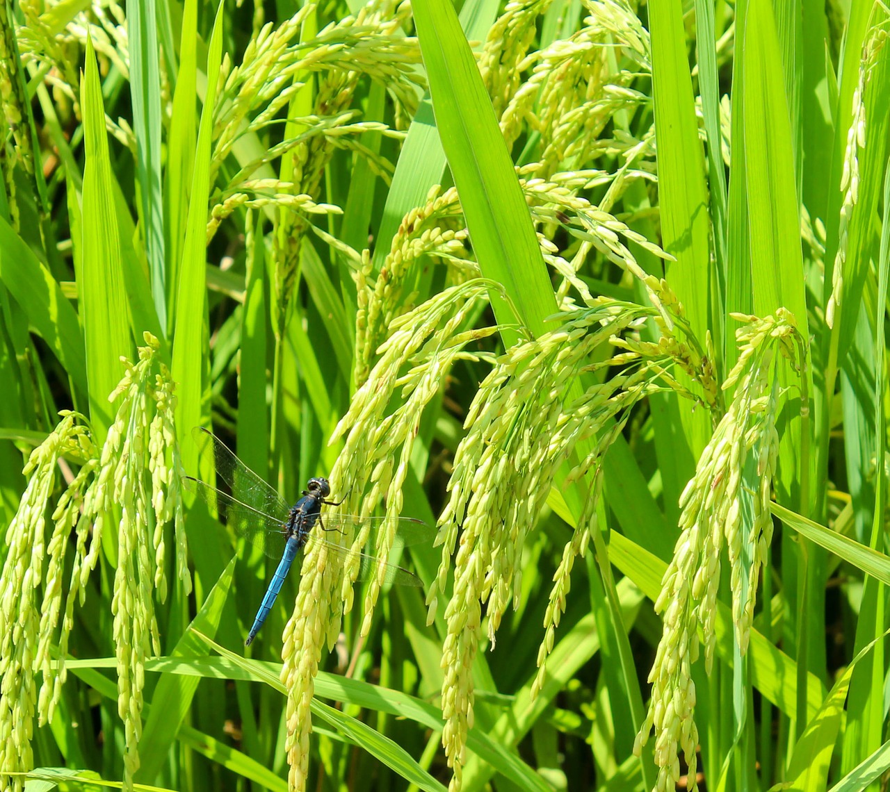 rice summer fresh free photo