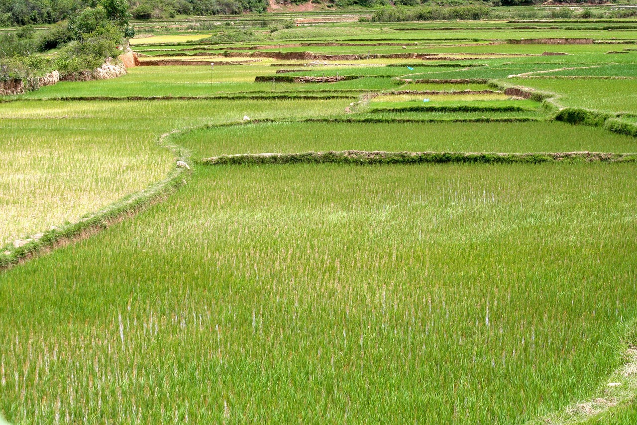 rice field plantation free photo