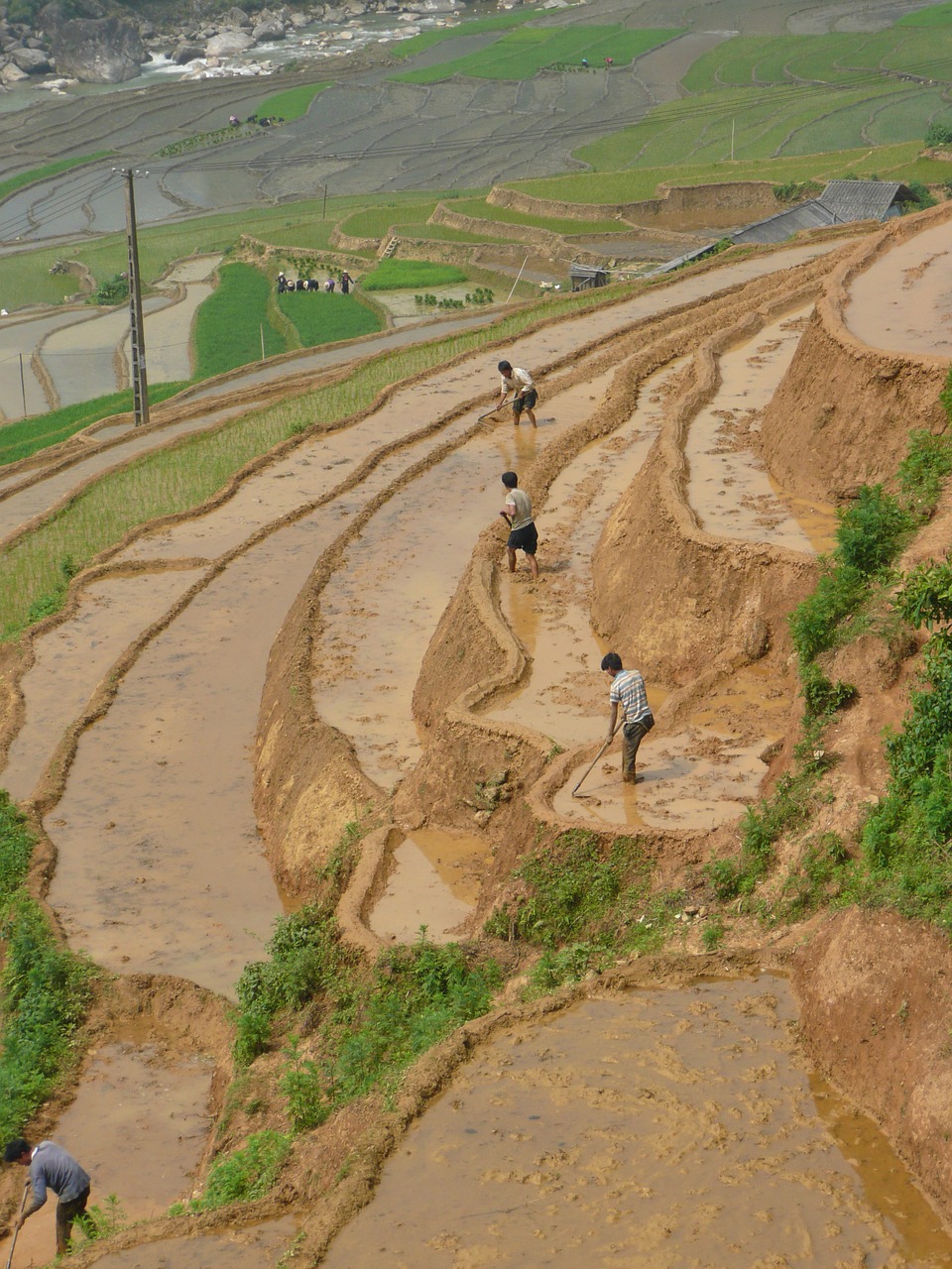 rice field asian free photo