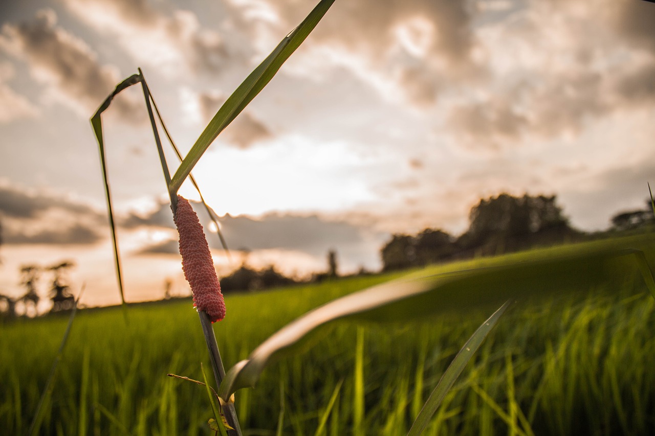 rice evening cornfield free photo