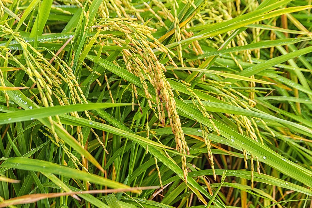rice sheaves of rice nature free photo
