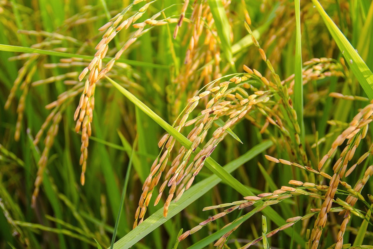 rice sheaves of rice gold free photo