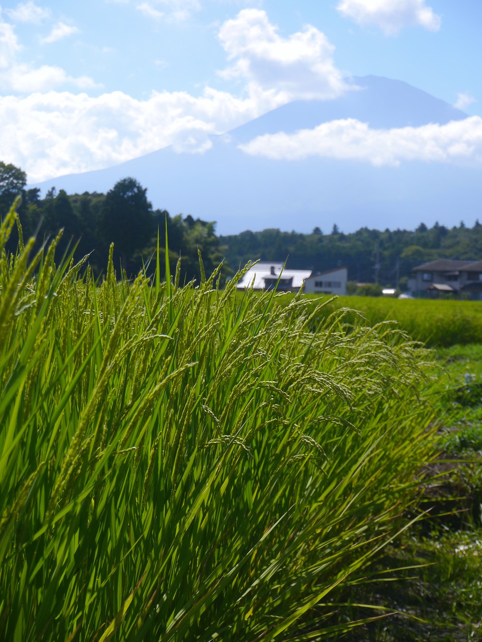 rice rice cultivation ear of rice free photo