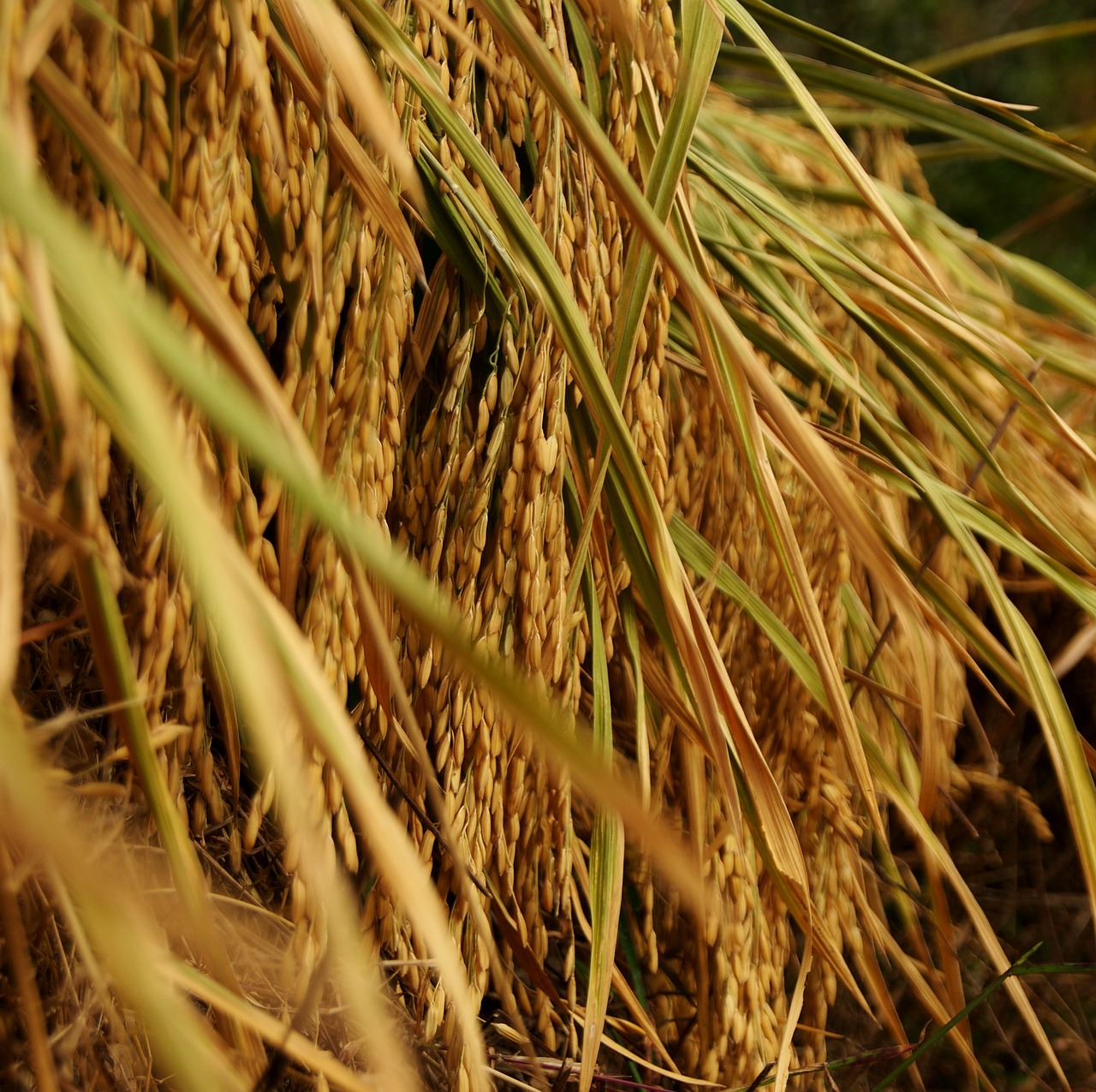 rice harvest field free photo