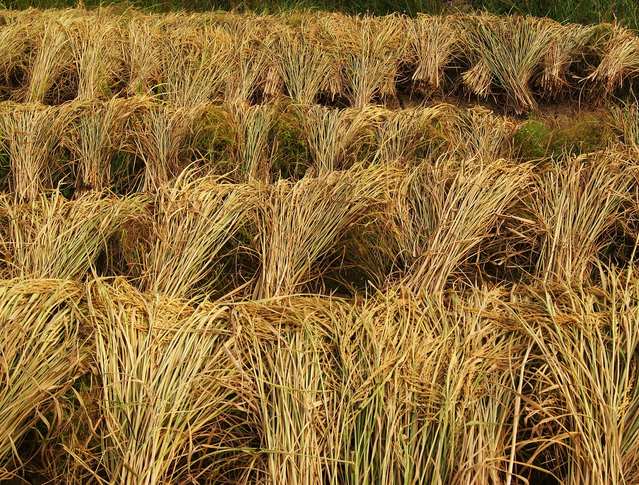 rice harvest crops free photo