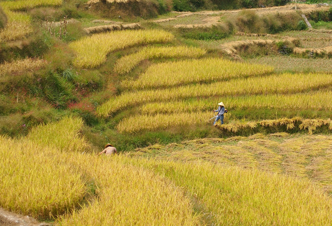 rice harvest paddy free photo