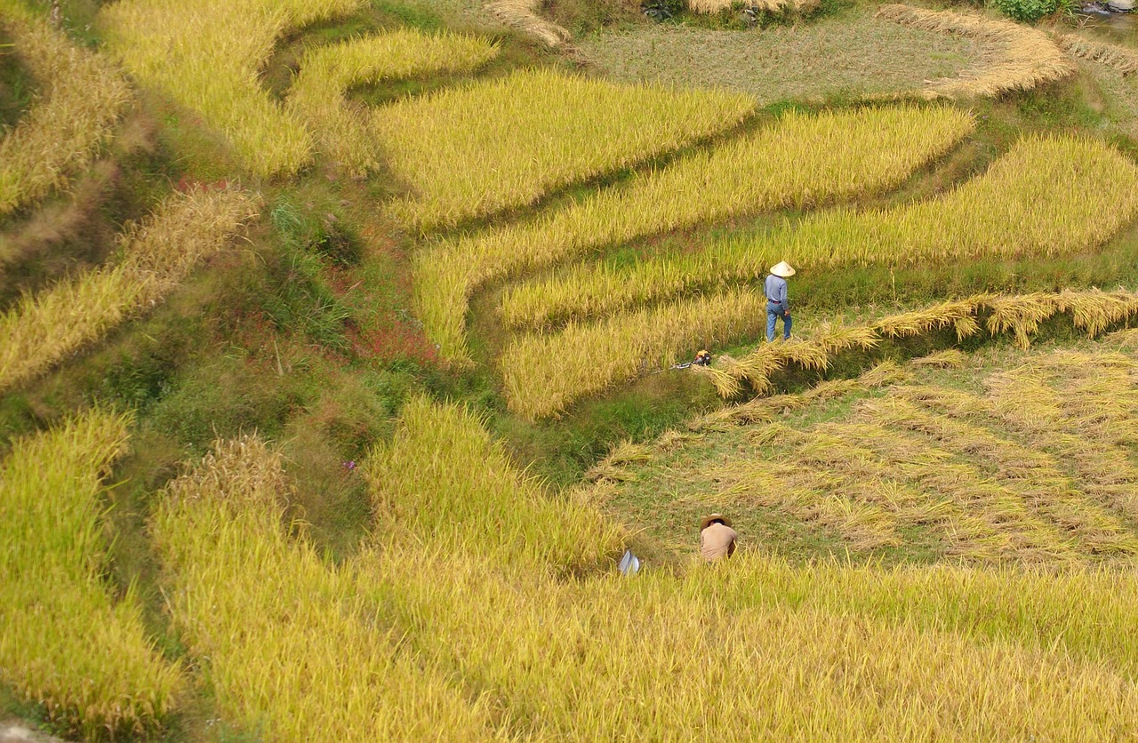 rice harvest crops free photo