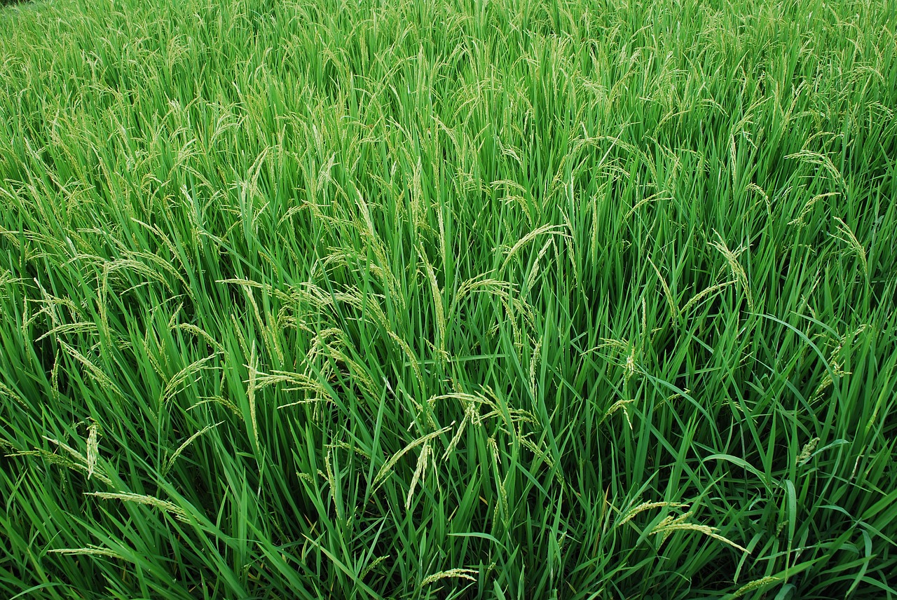 rice rice plant green free photo