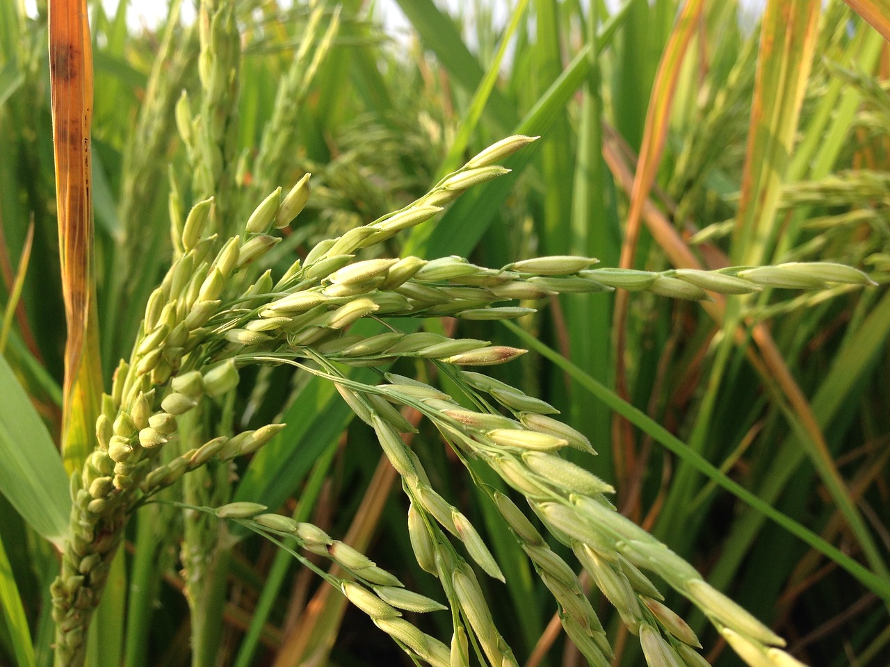 rice rice field farms free photo